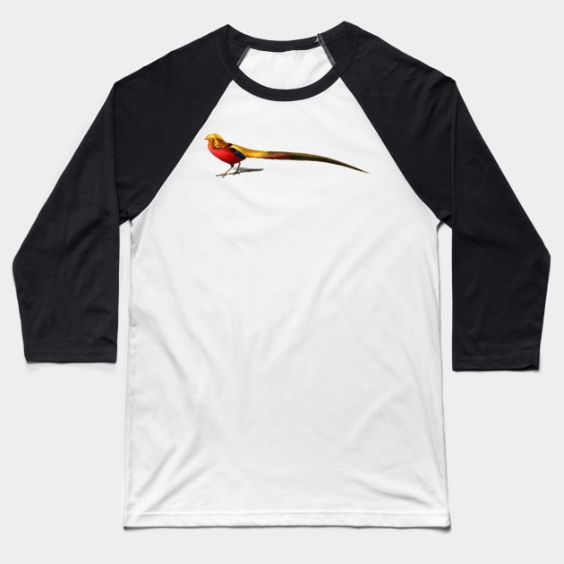 Vintage male golden pheasant bird Baseball T-Shirt by Phantom Troupe